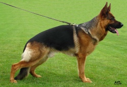 Natcho v. Kirschental
