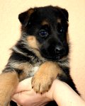 5-tydnu-fenky-001.jpg