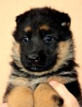 5-tydnu-fenky-002.jpg