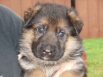 ringo-5-tydnu-001.jpg