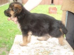 ringo-5-tydnu-002.jpg