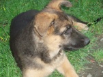 salome-2-5-mesice-002.jpg