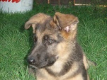 salome-2-5-mesice-003.jpg