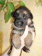 3-tydny-fenky-002.jpg