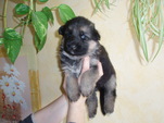 3-tydny-fenky-003.jpg