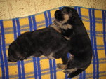 3-tydny-psi-006.jpg