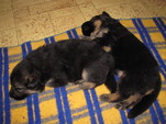 3-tydny-psi-007.jpg