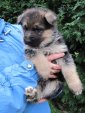 5-tydnu-fenky-002.jpg