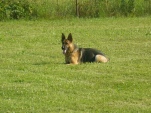 vpg-1-2010-004.jpg